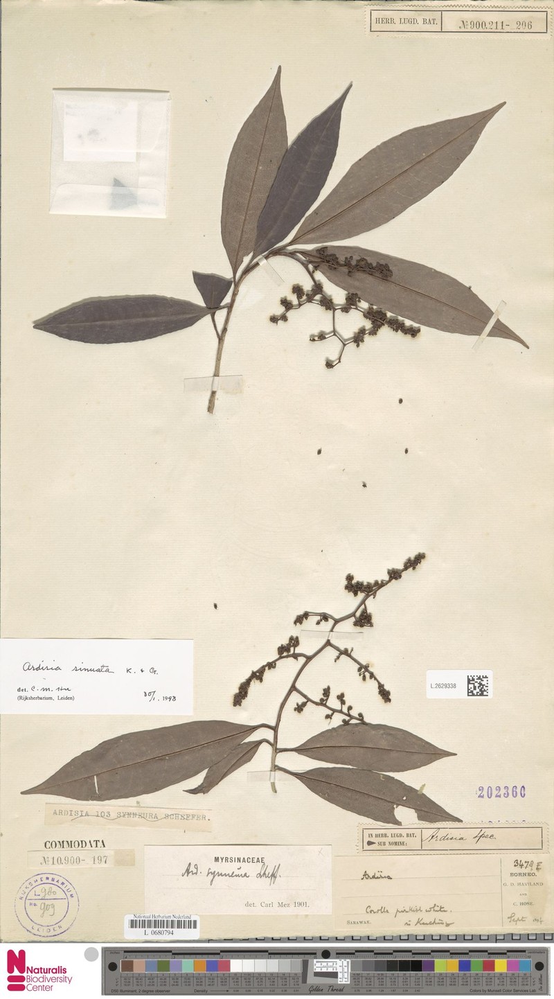 Ardisia sinuata photo 3