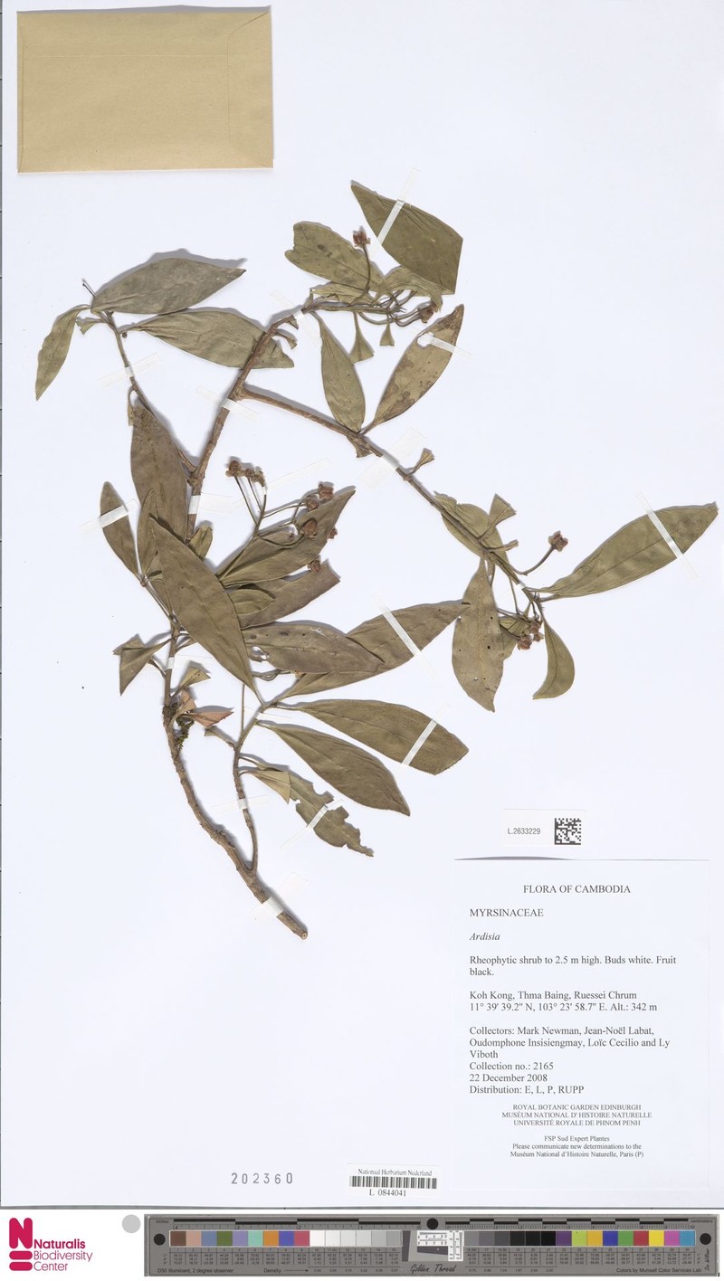 Ardisia smaragdinoides
