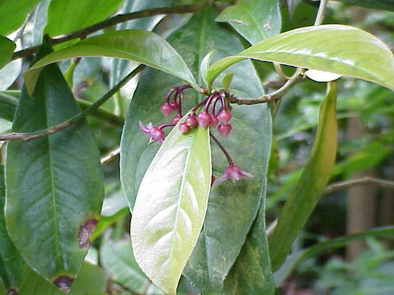China-Shrub