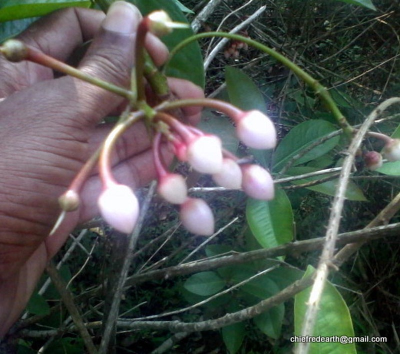 China-Shrub photo 2