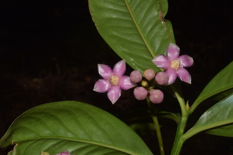 China-Shrub photo 3