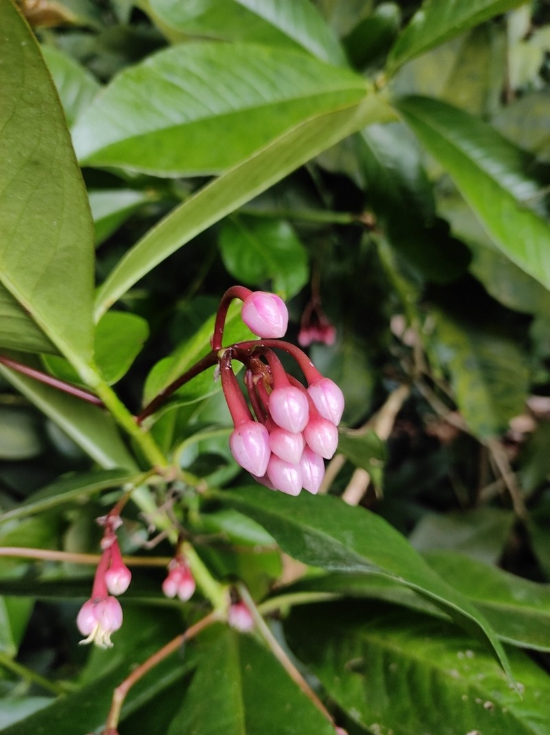 China-Shrub photo 4