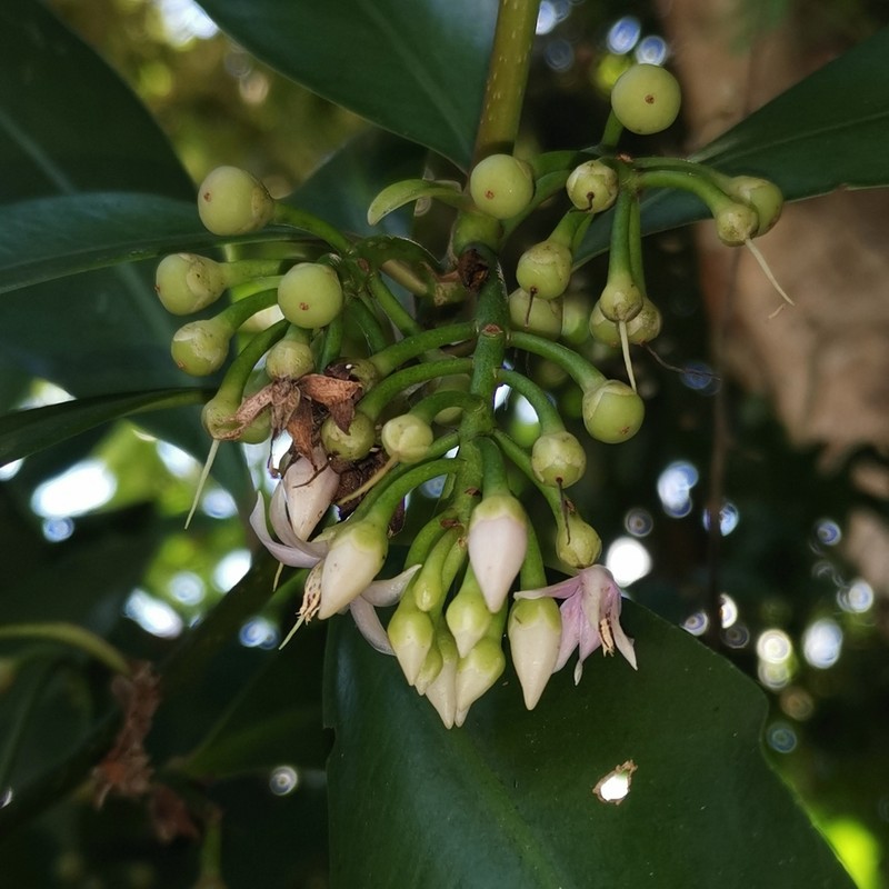 China-Shrub photo 5