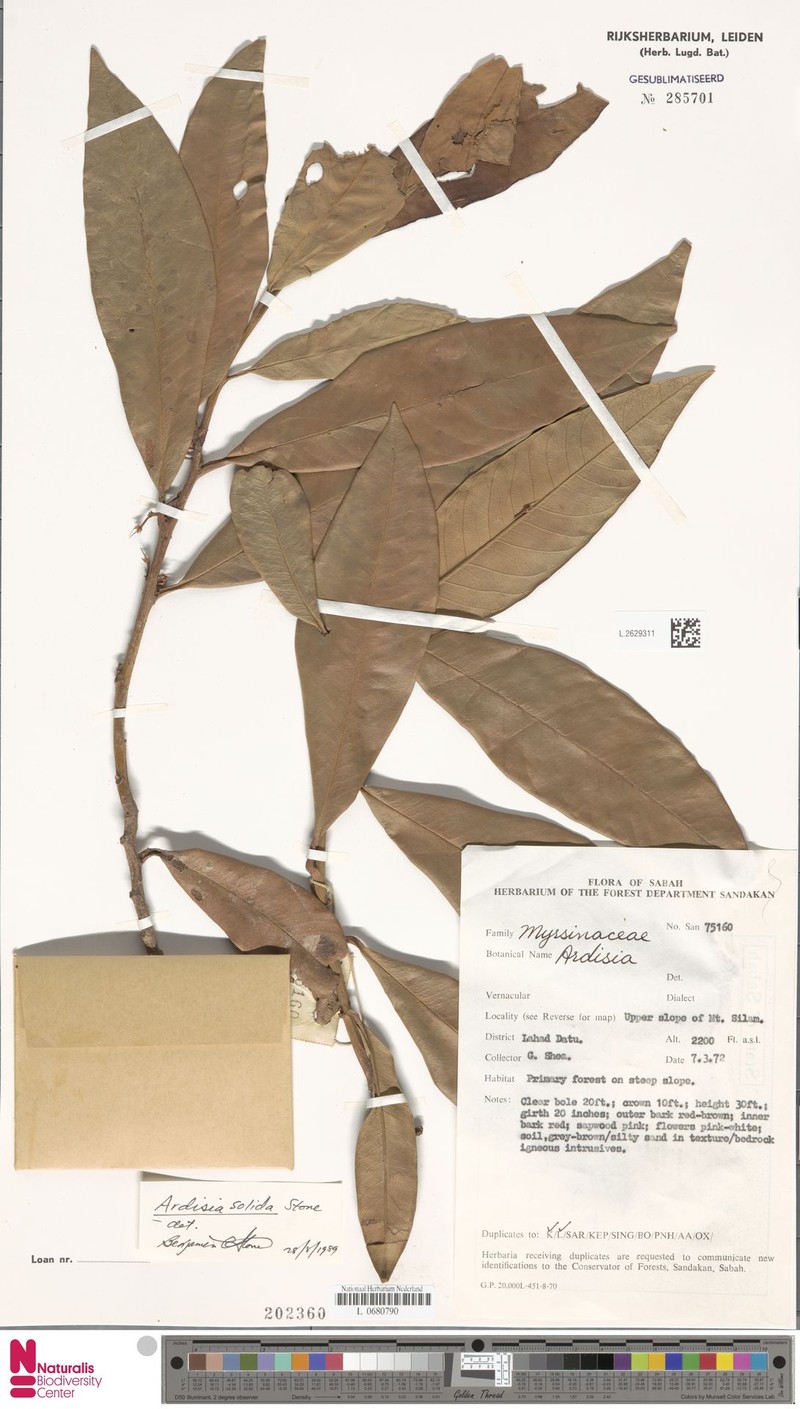 Ardisia solida