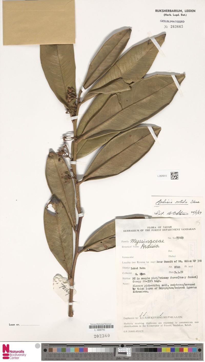 Ardisia solida photo 2