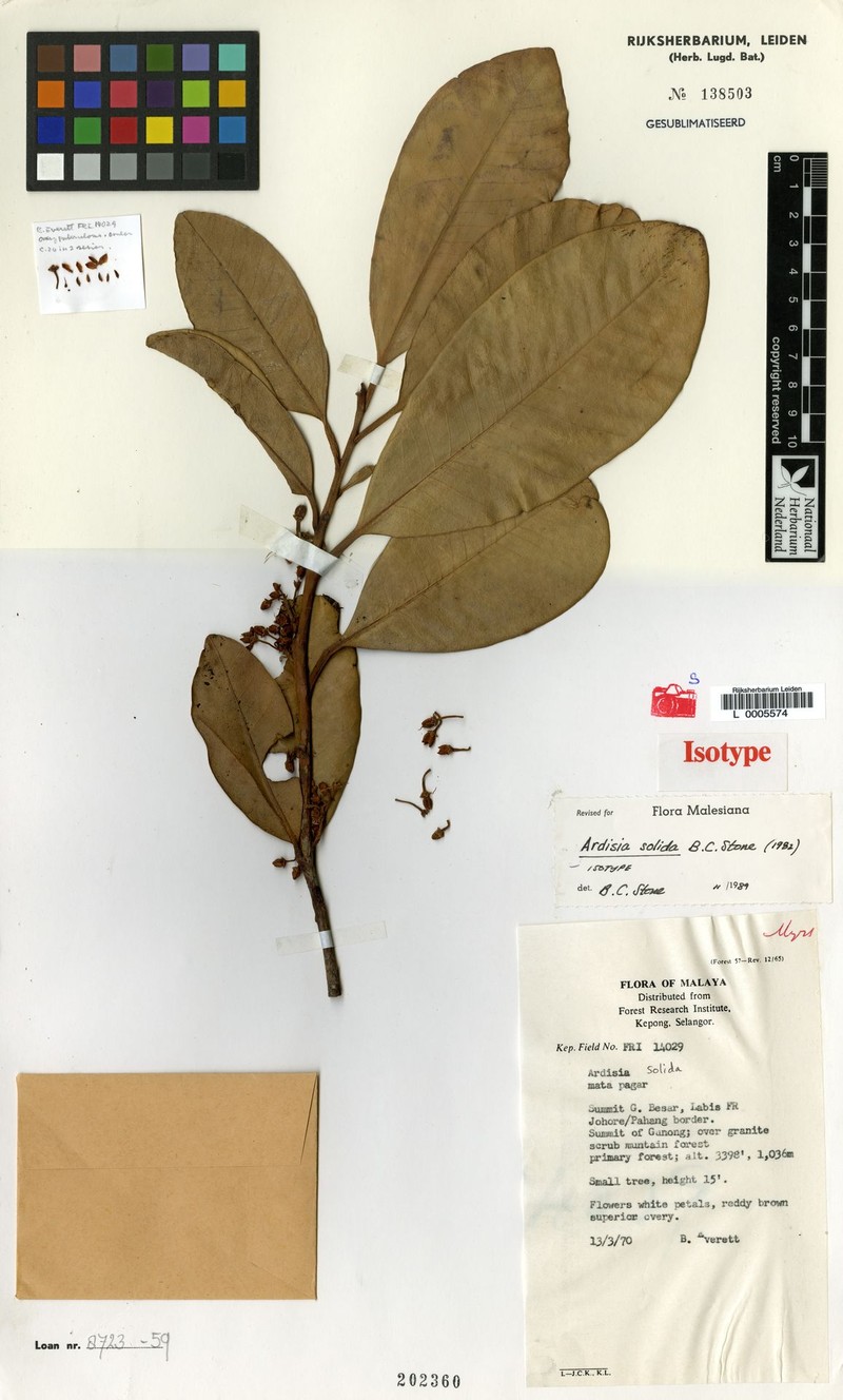Ardisia solida photo 3