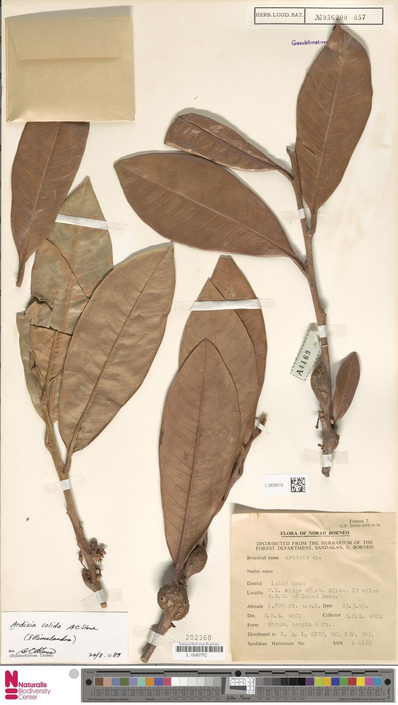 Ardisia solida photo 4
