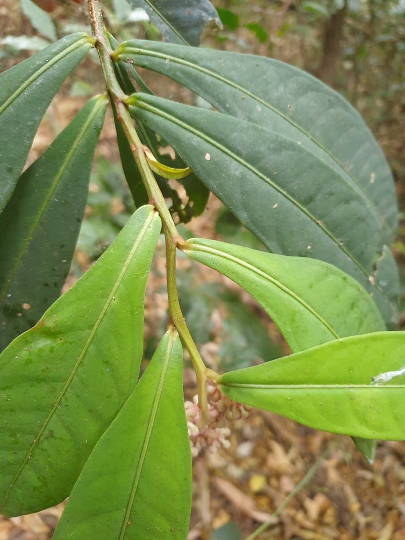 Ardisia sonchifolia photo 2