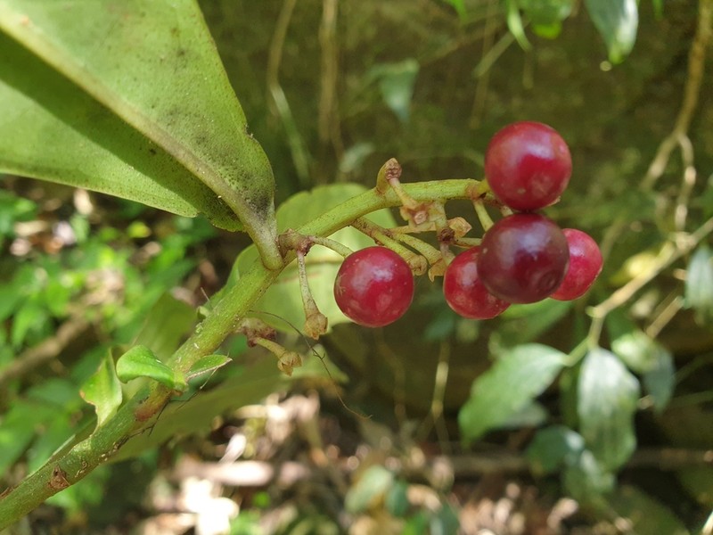 Ardisia sonchifolia photo 3