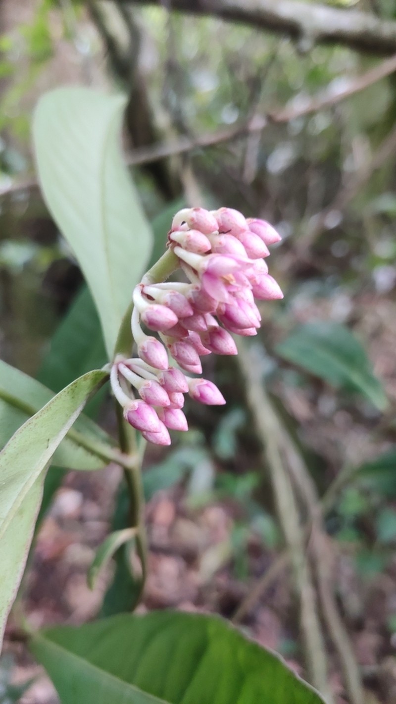 Ardisia sonchifolia photo 4