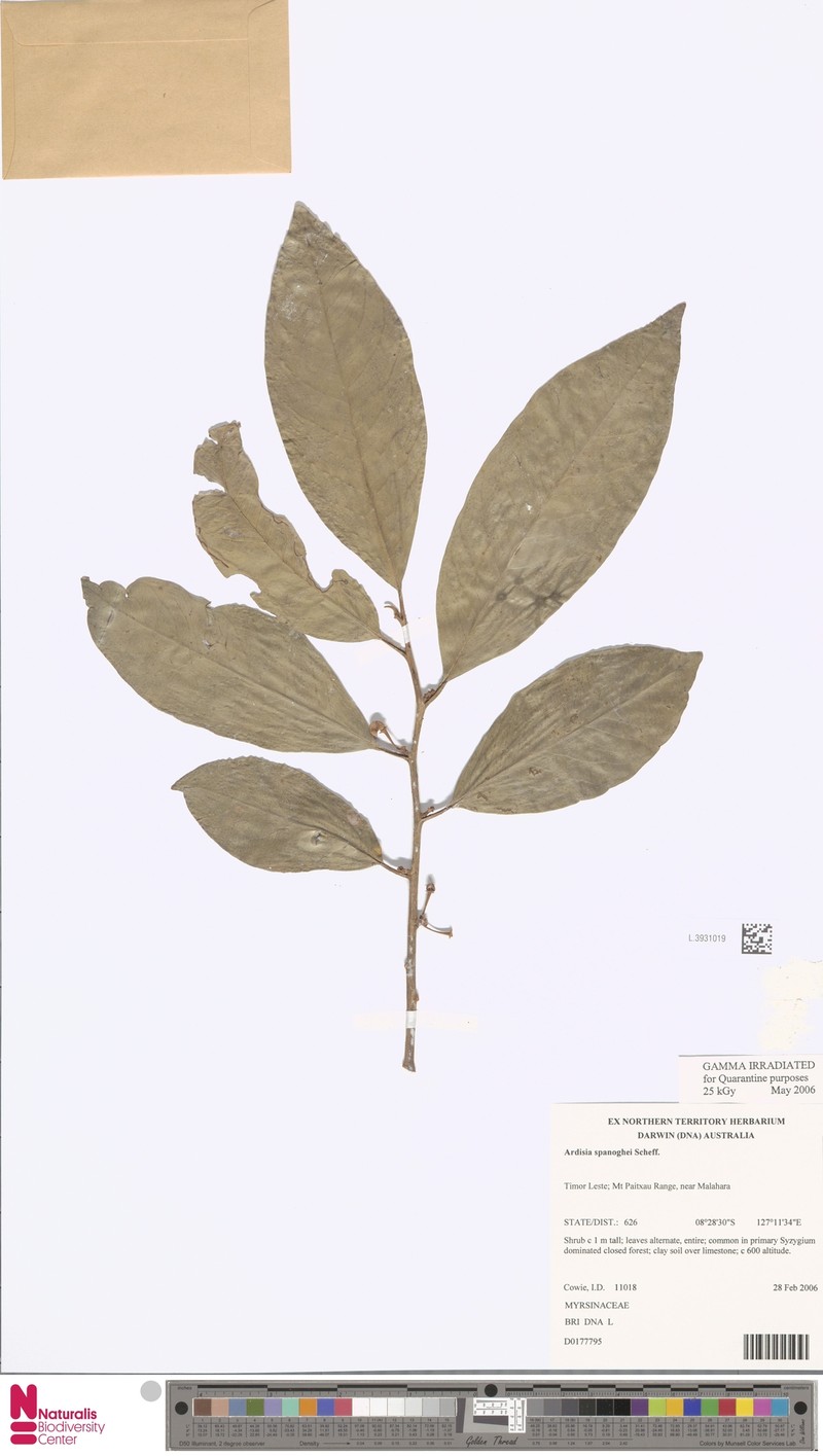 Ardisia spanoghei