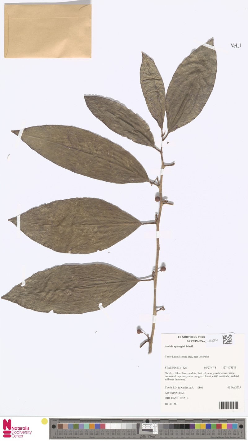 Ardisia spanoghei photo 2