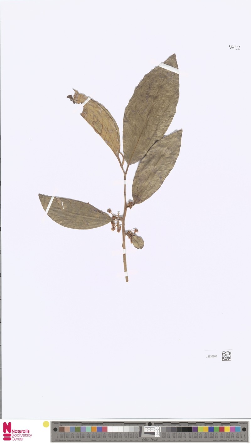 Ardisia spanoghei photo 3