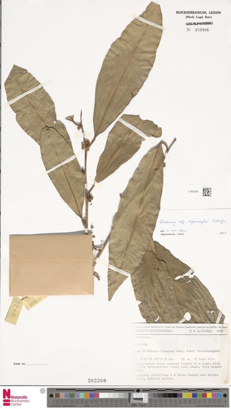 Ardisia spanoghei photo 4