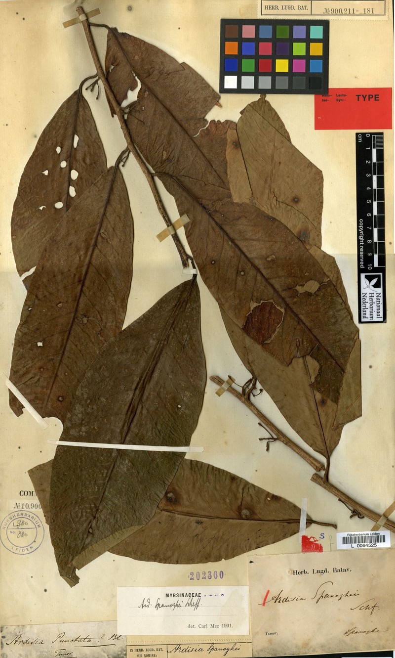 Ardisia spanoghei photo 6
