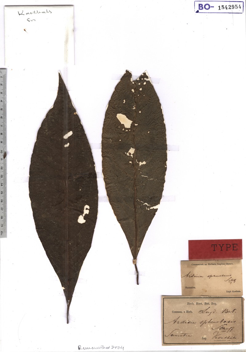 Ardisia sphenobasis