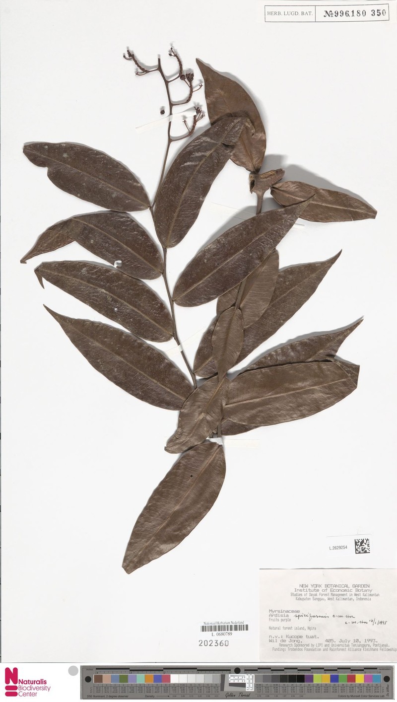 Ardisia spiciformis