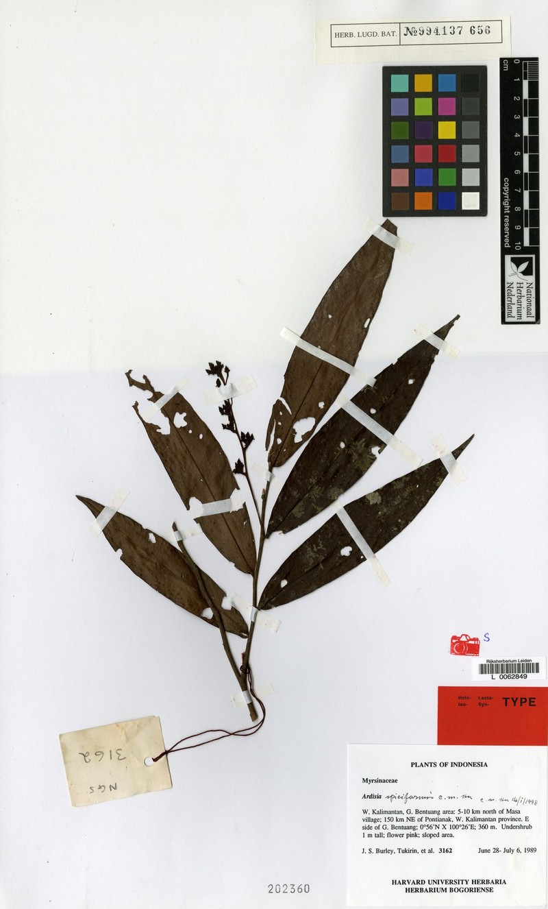 Ardisia spiciformis photo 2