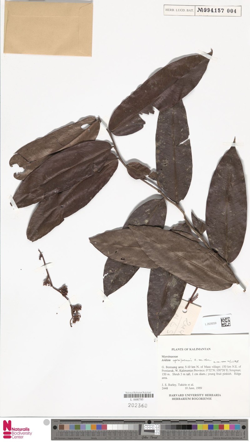 Ardisia spiciformis photo 3