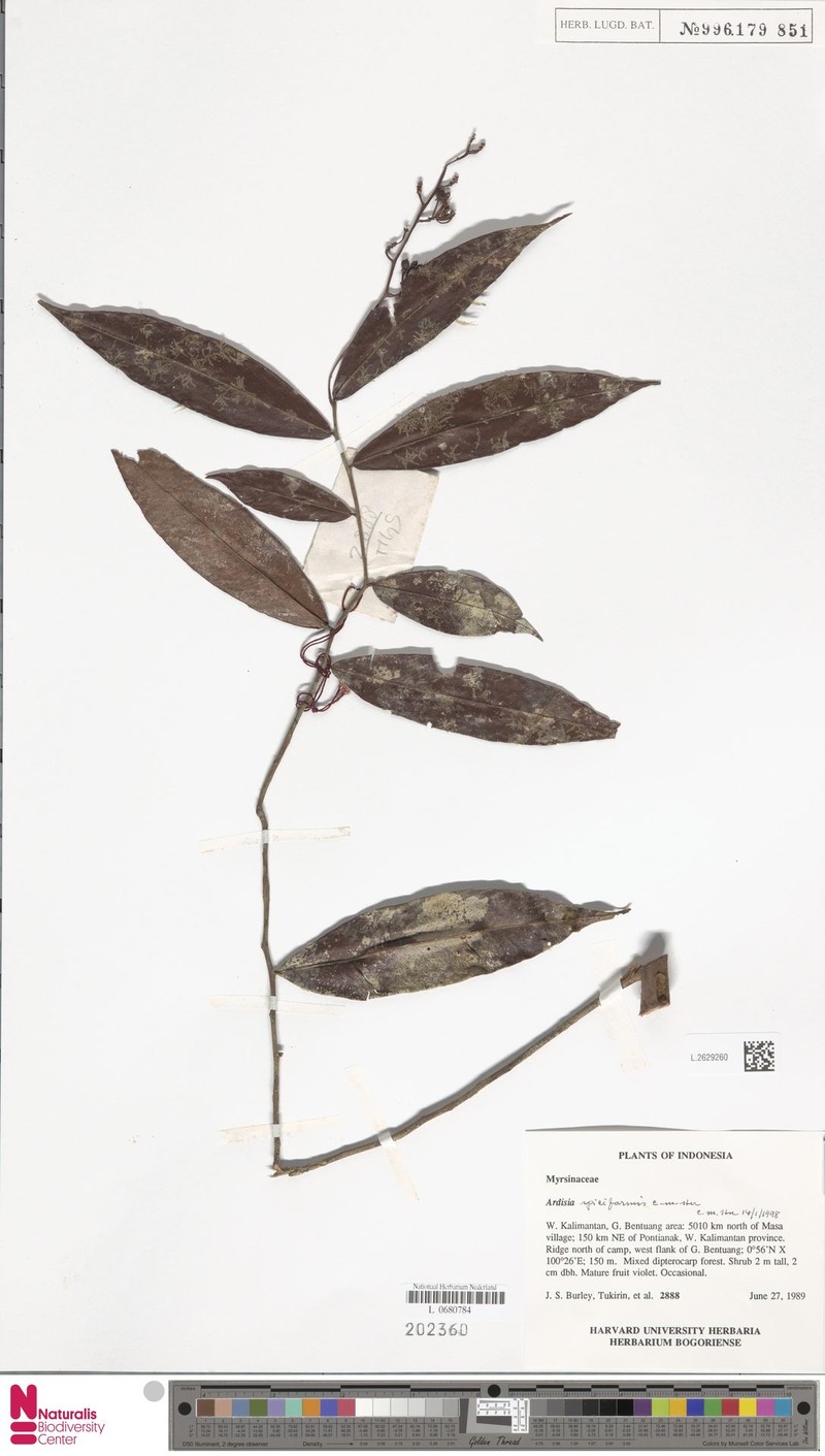 Ardisia spiciformis photo 4