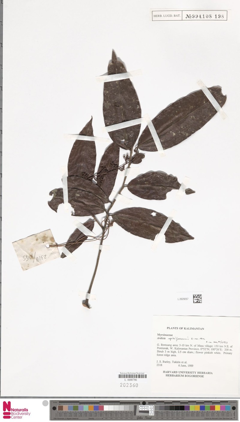 Ardisia spiciformis photo 5