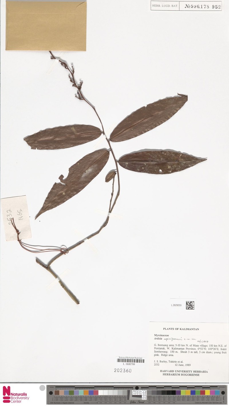 Ardisia spiciformis photo 6