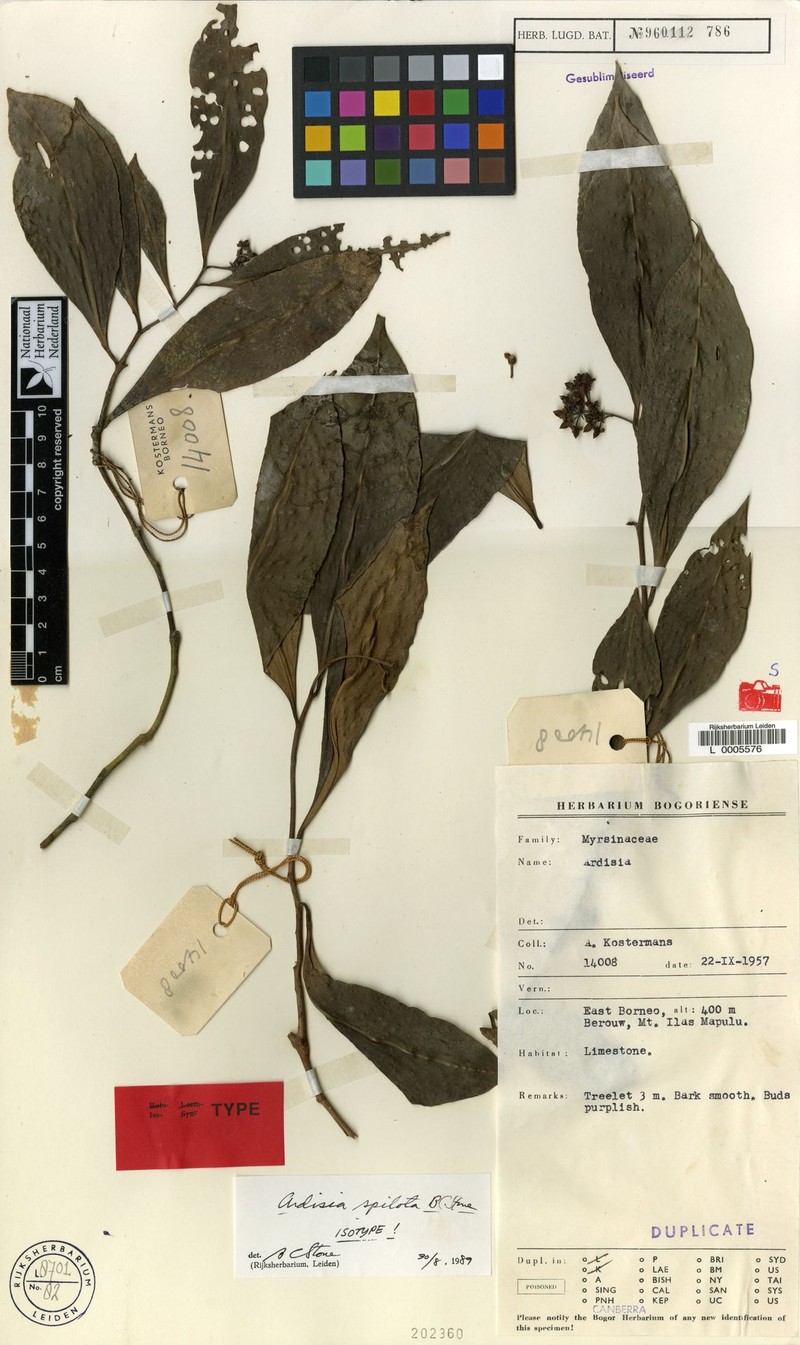 Ardisia spilota