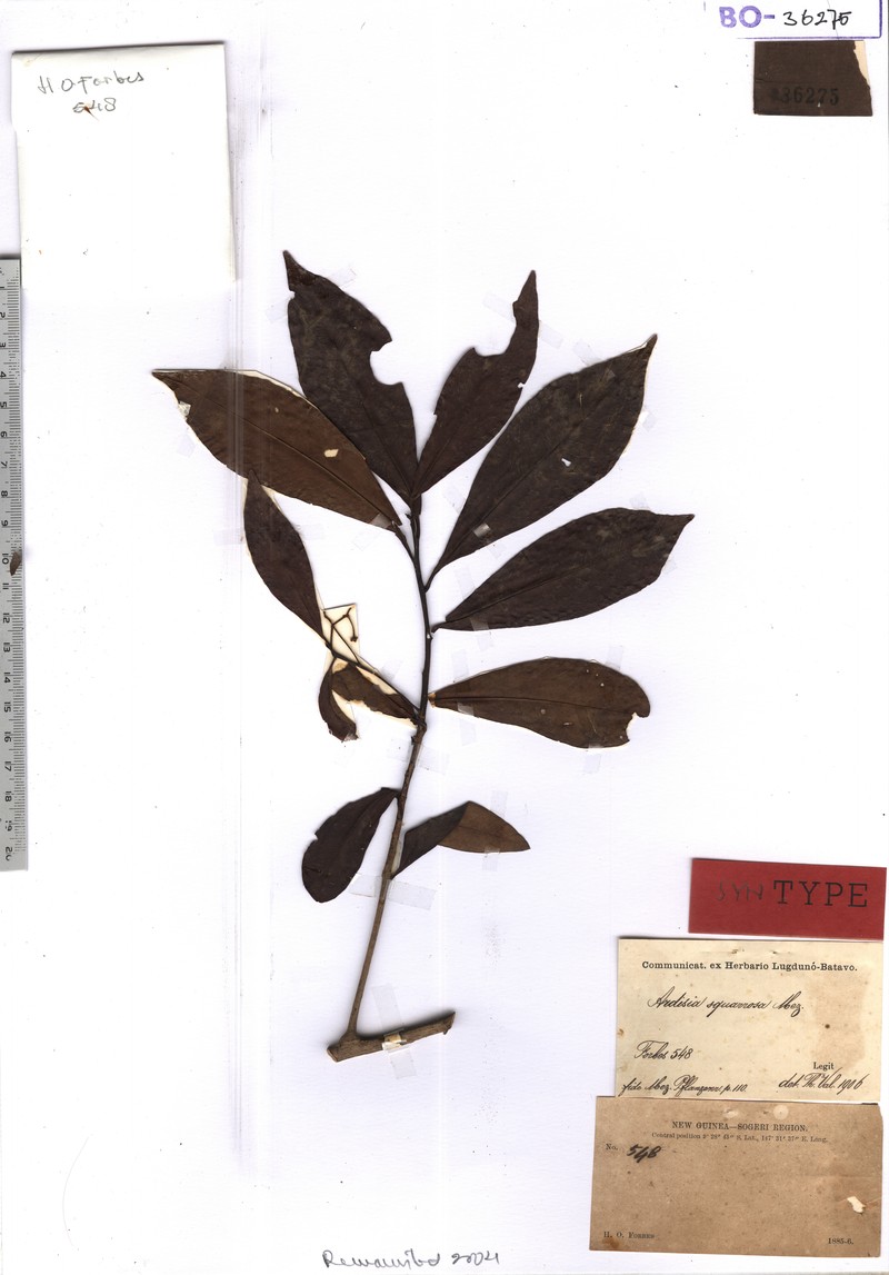 Ardisia squarrosa