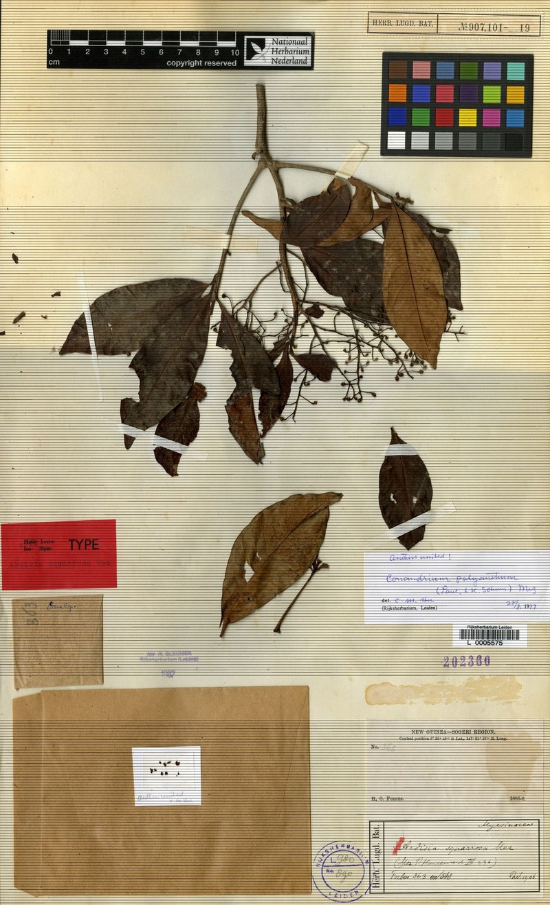 Ardisia squarrosa photo 2