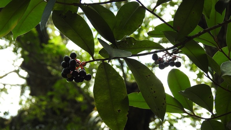 Ardisia staminosa