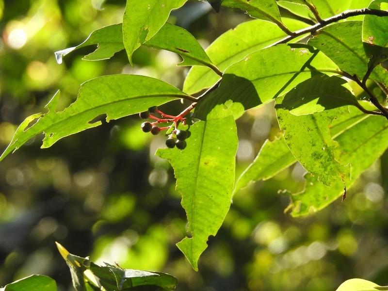 Ardisia staminosa photo 2