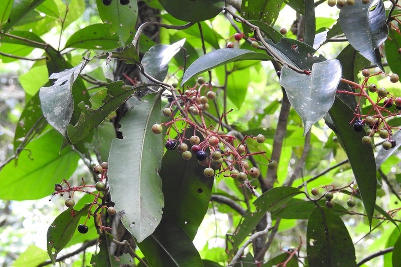 Ardisia staminosa photo 4