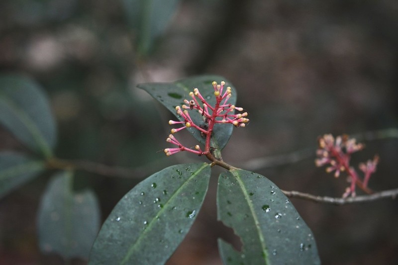 Ardisia staminosa photo 5