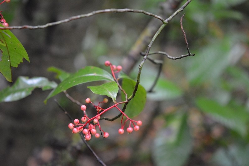 Ardisia staminosa photo 6