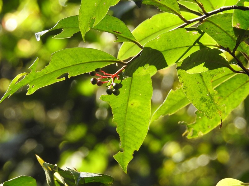 Ardisia staminosa photo 7