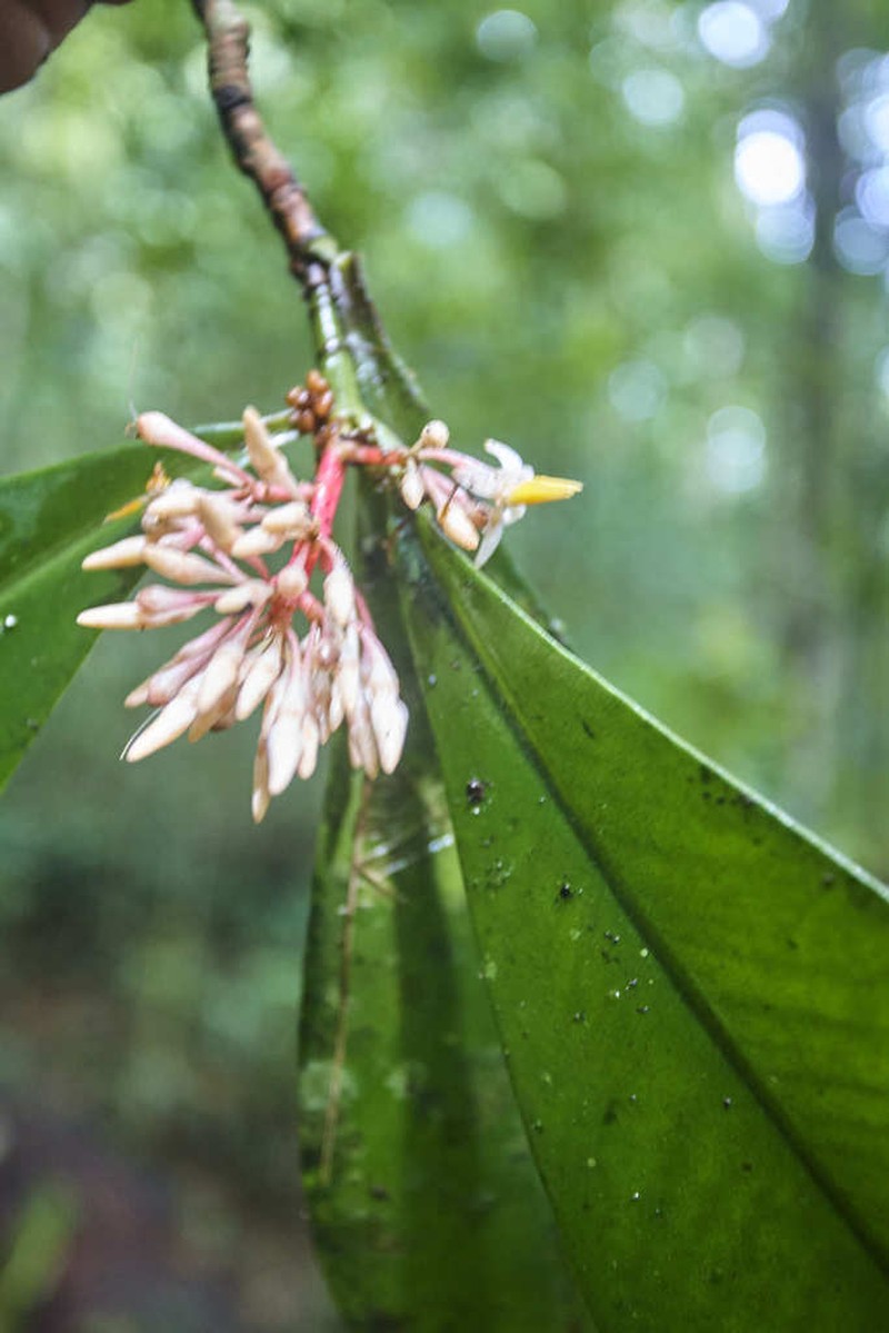 Ardisia standleyana