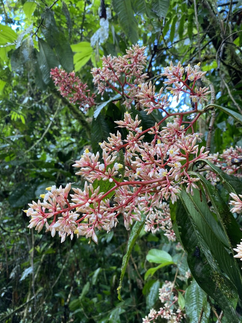 Ardisia standleyana photo 2
