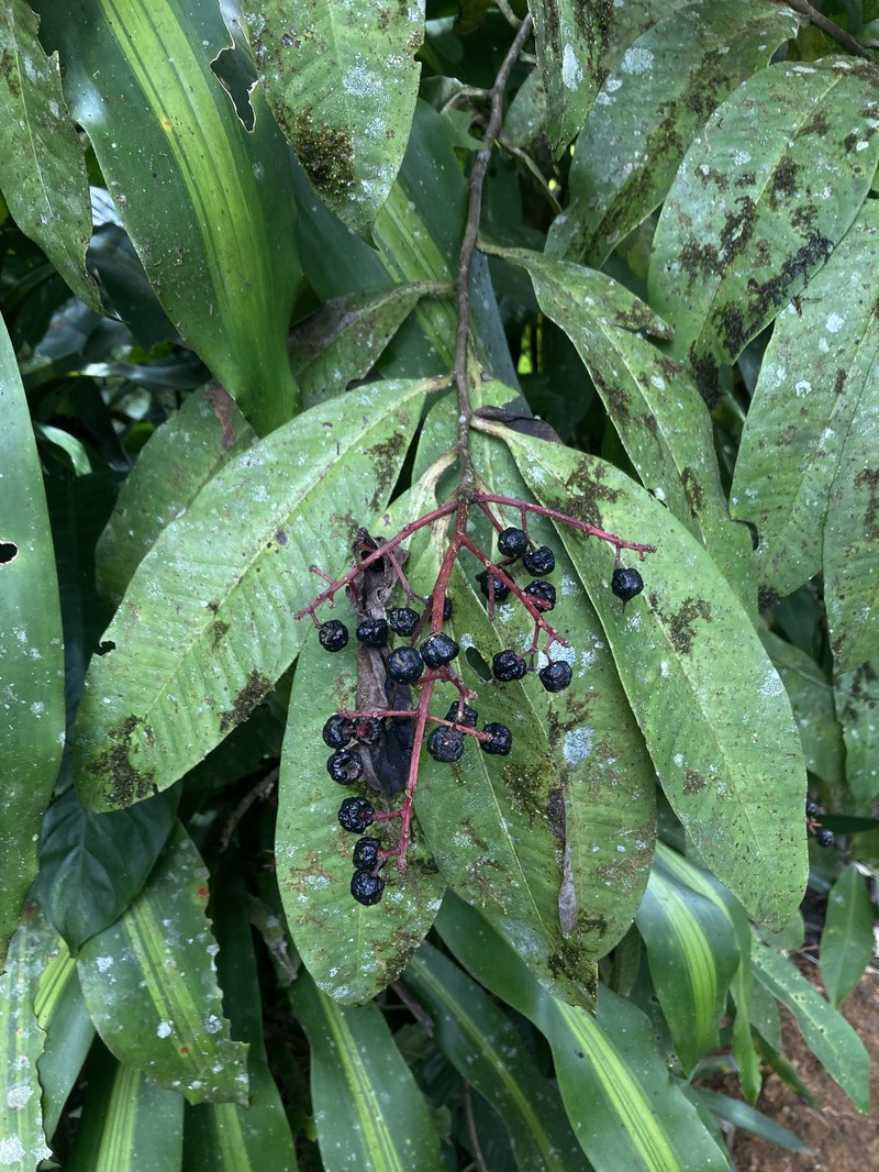Ardisia standleyana photo 3