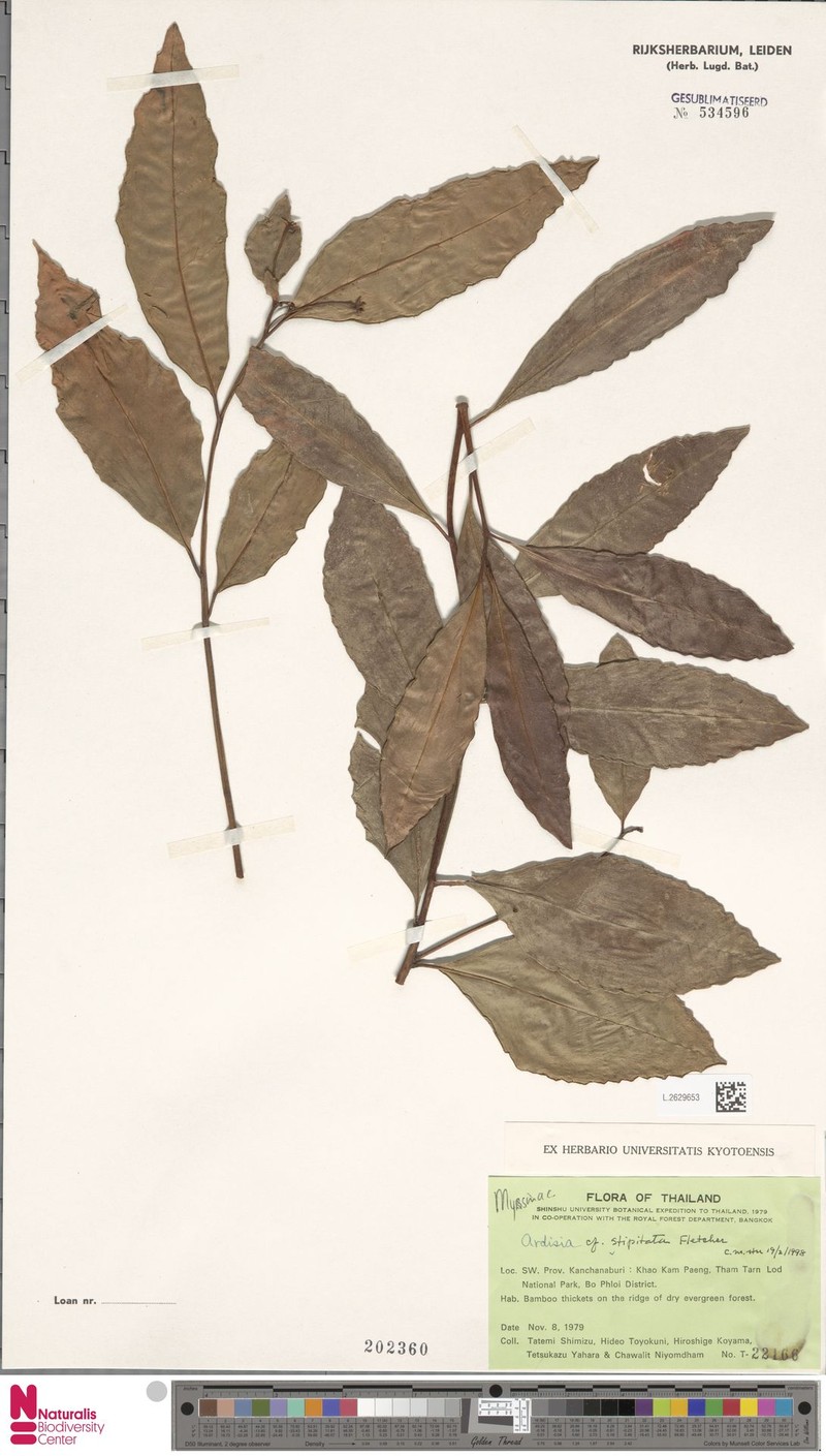 Ardisia stipitata