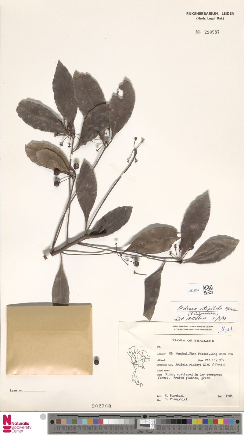 Ardisia stipitata photo 2
