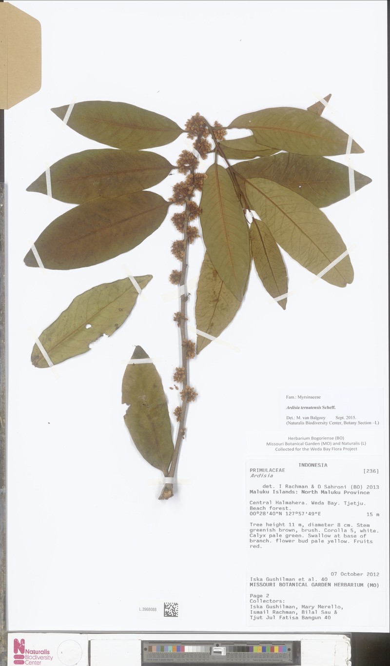 Ardisia subanceps