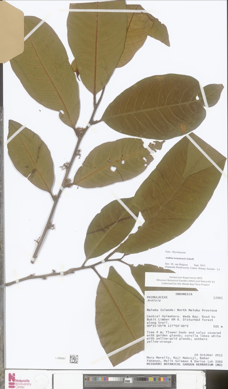 Ardisia subanceps photo 2