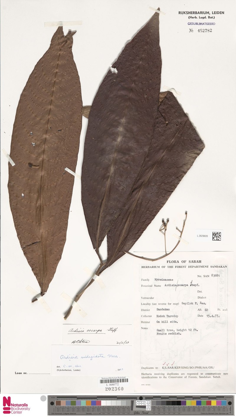 Ardisia sublepidota
