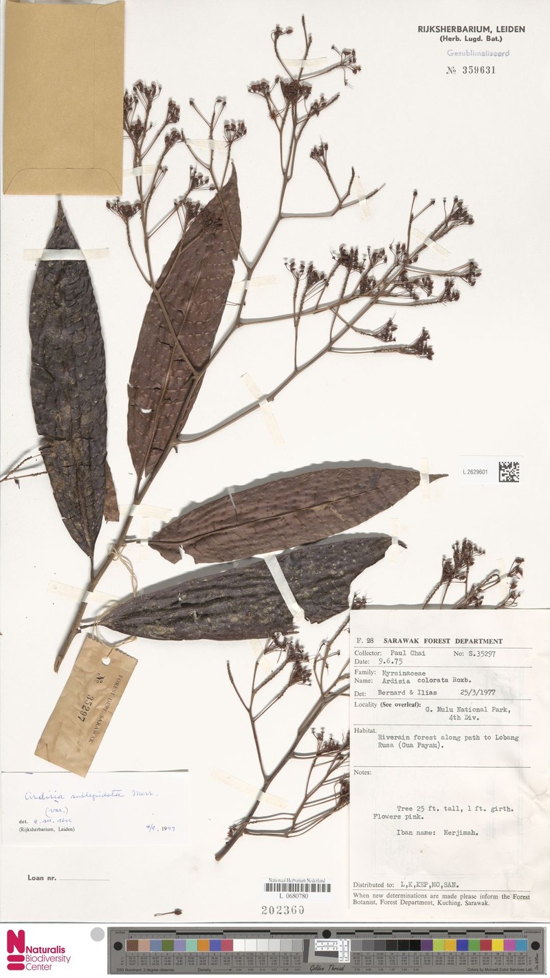 Ardisia sublepidota photo 2