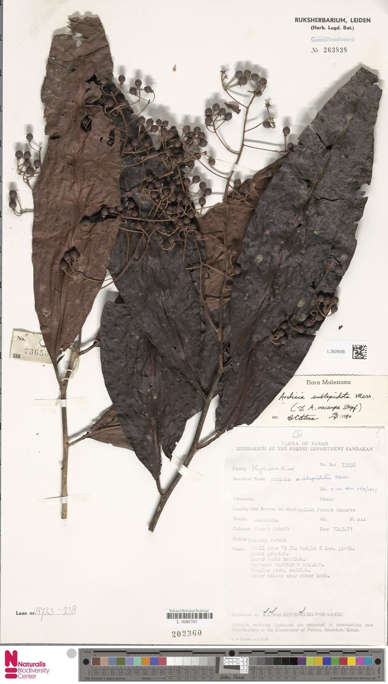 Ardisia sublepidota photo 3