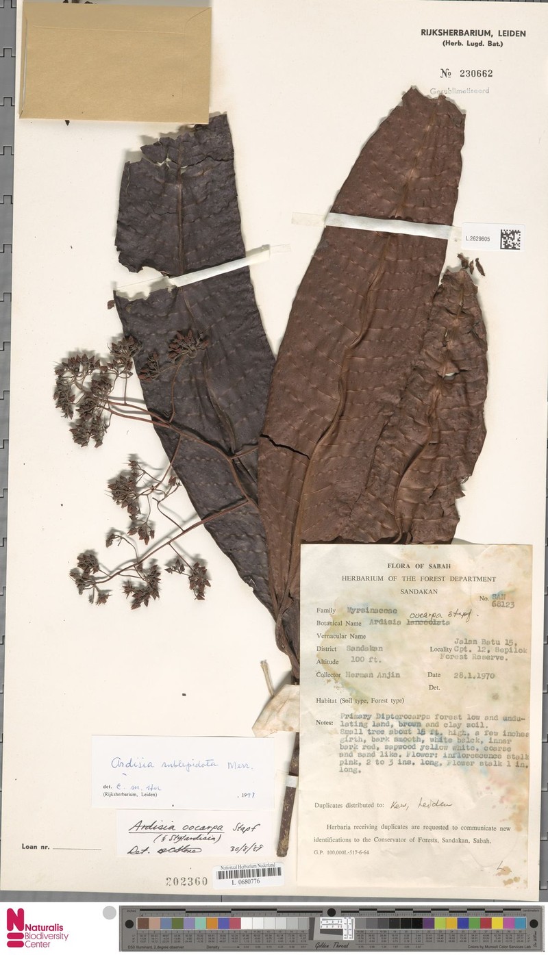 Ardisia sublepidota photo 4