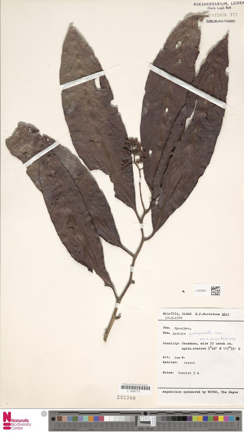 Ardisia sublepidota photo 5