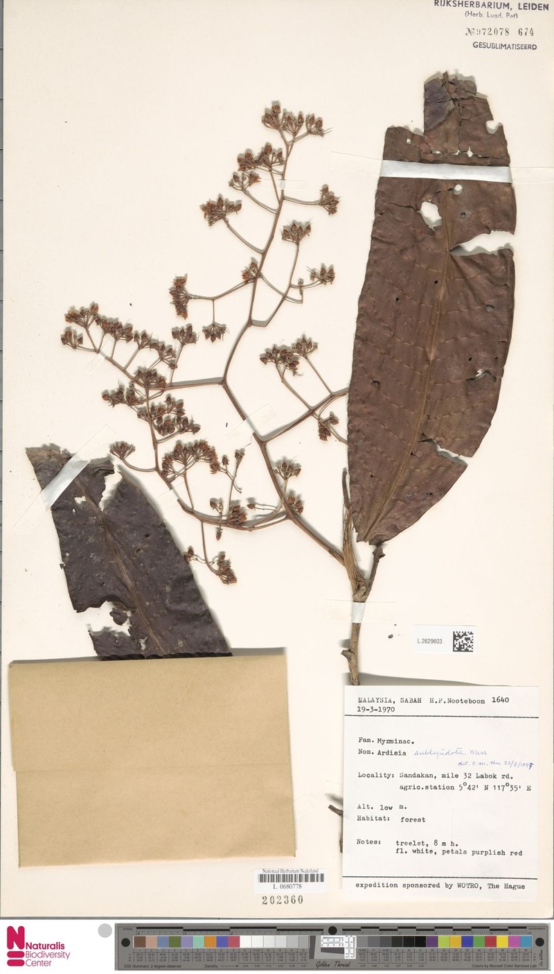 Ardisia sublepidota photo 6