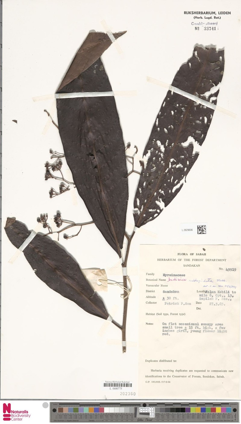 Ardisia sublepidota photo 7