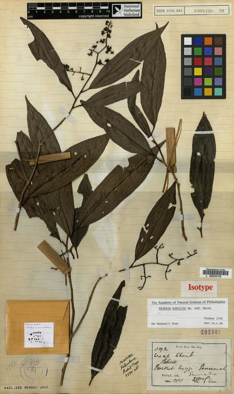 Ardisia subtilis